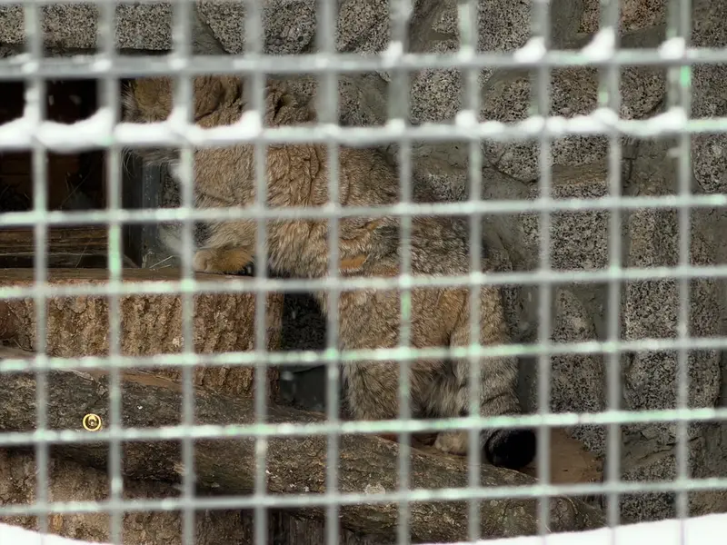 A photograph of Sven in Leningrad zoo