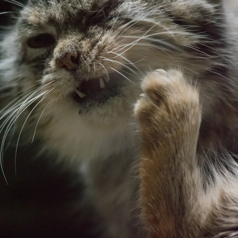 A photograph of Primula in Ueno Zoological Gardens