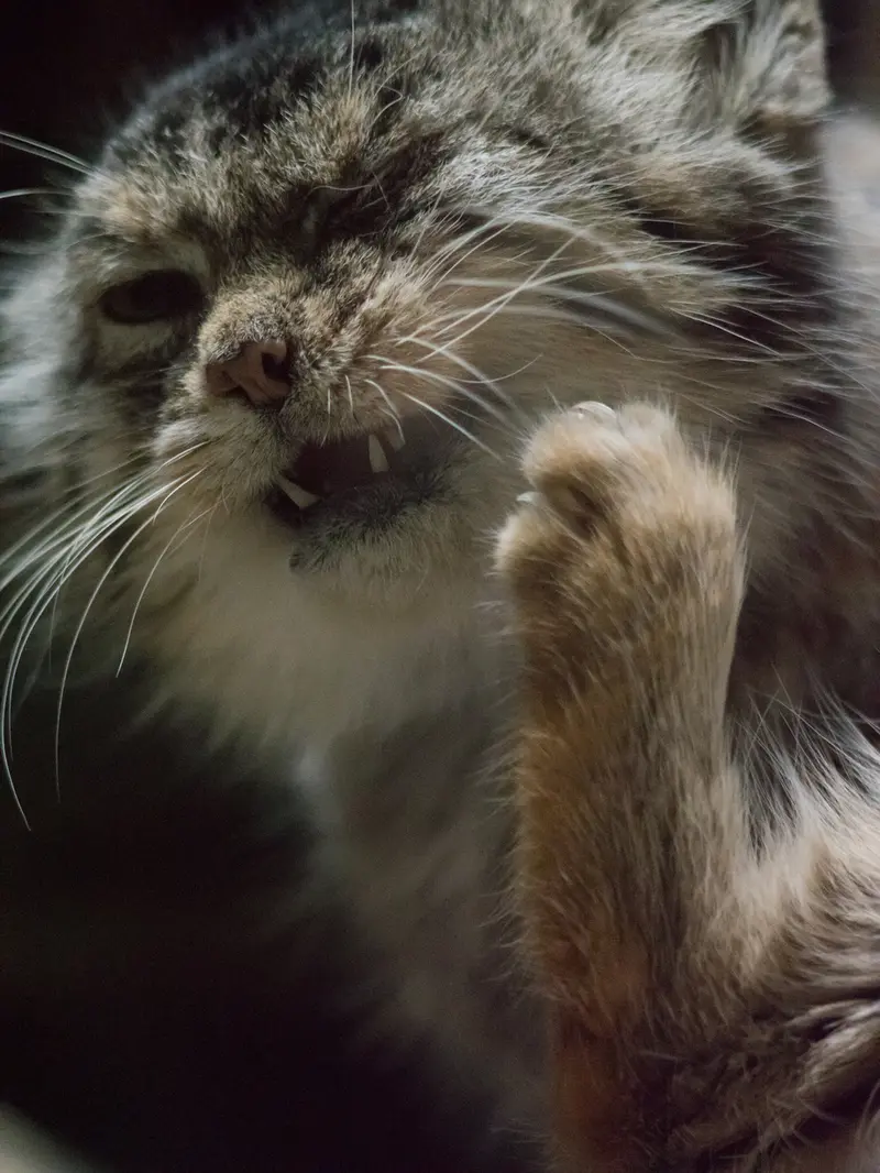 A photograph of Primula in Ueno Zoological Gardens