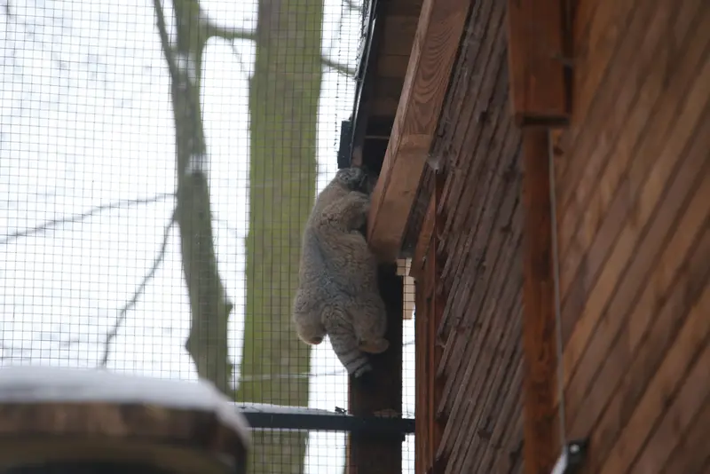 A photograph of Ula in Gdansk Zoo