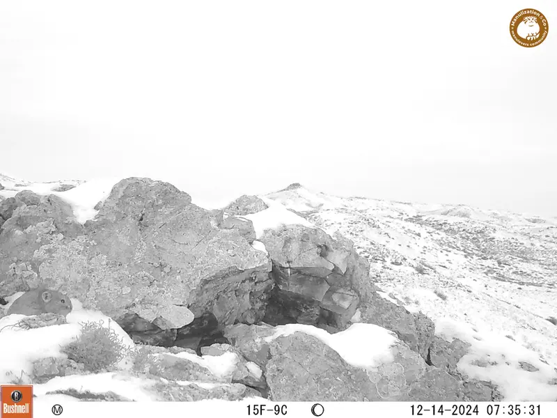A photograph of Pika from Besshoky 1 camera trap