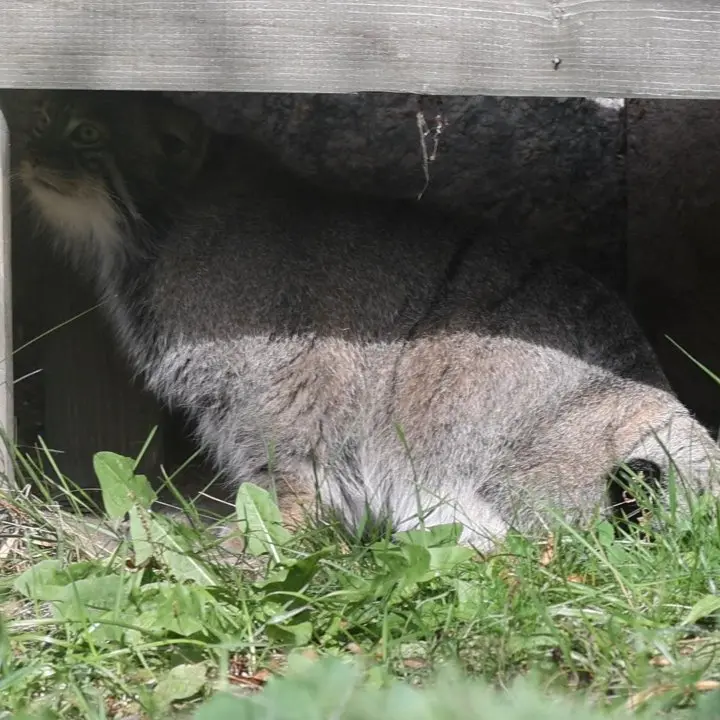 A photograph of a Pallas's cat in Moscow zoo