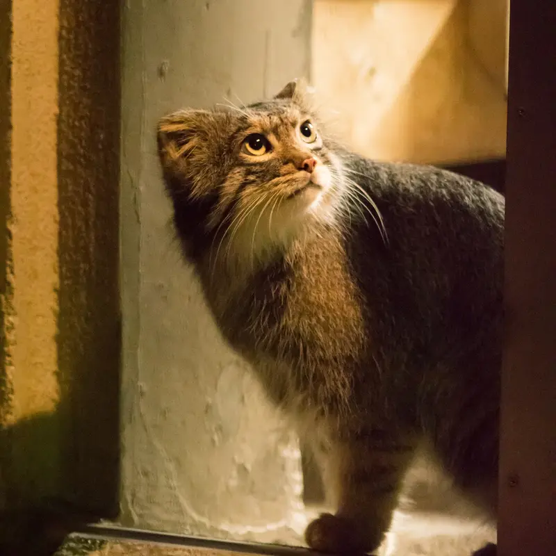 A photograph of Figa in Nogeyama Zoo