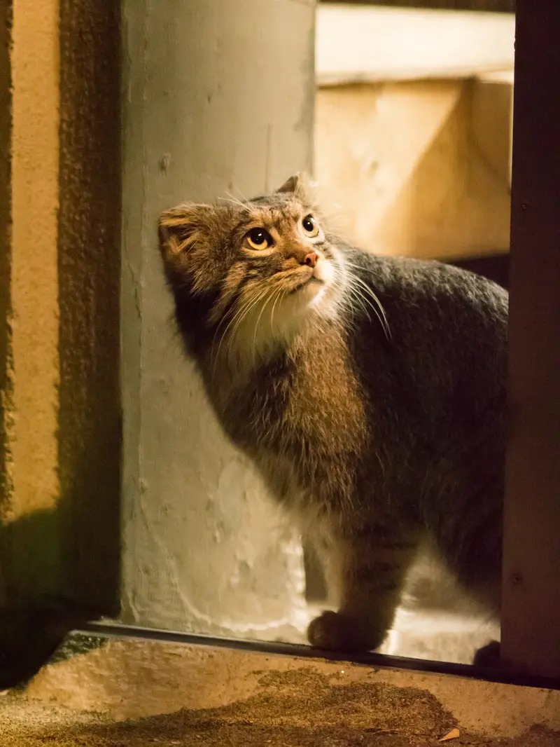 A photograph of Figa in Nogeyama Zoo