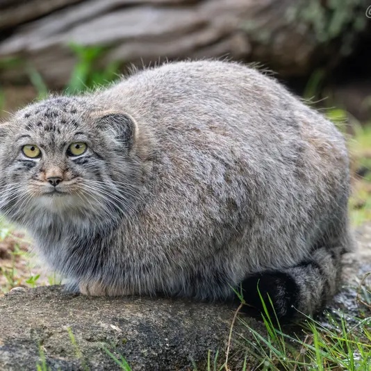A photograph of Altai in Port Lympne Wild Animal Park
