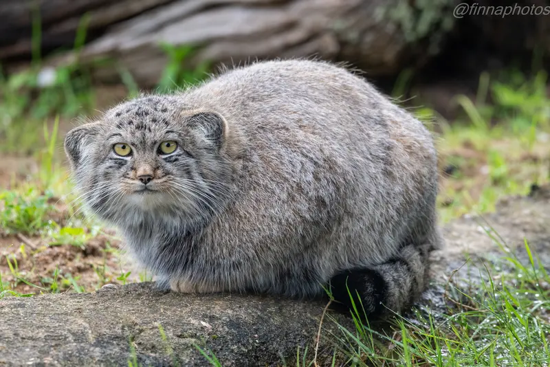 A photograph of Altai in Port Lympne Wild Animal Park