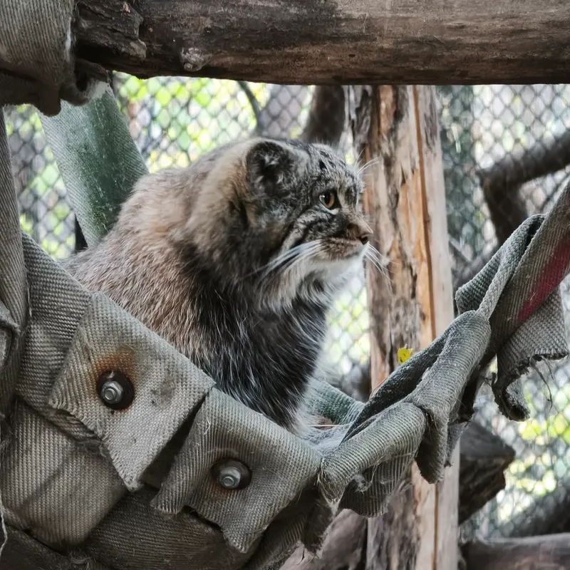 A photograph of a Pallas's cat in Novosibirsk Zoo