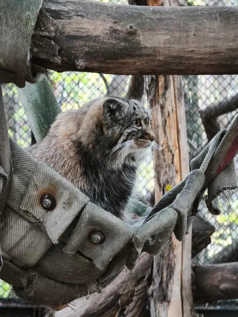 A photograph of a Pallas's cat in Novosibirsk Zoo