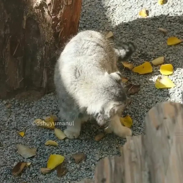 A photograph of Sun Xiaoman in Qinghai-Tibet Plateau Wildlife Zoo
