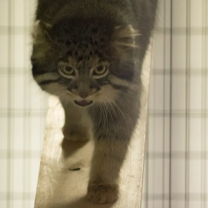 A photograph of Figa in Nogeyama Zoo