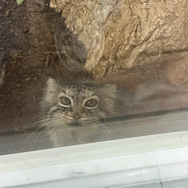 A photograph of Norbu in Mill Mountain Zoo