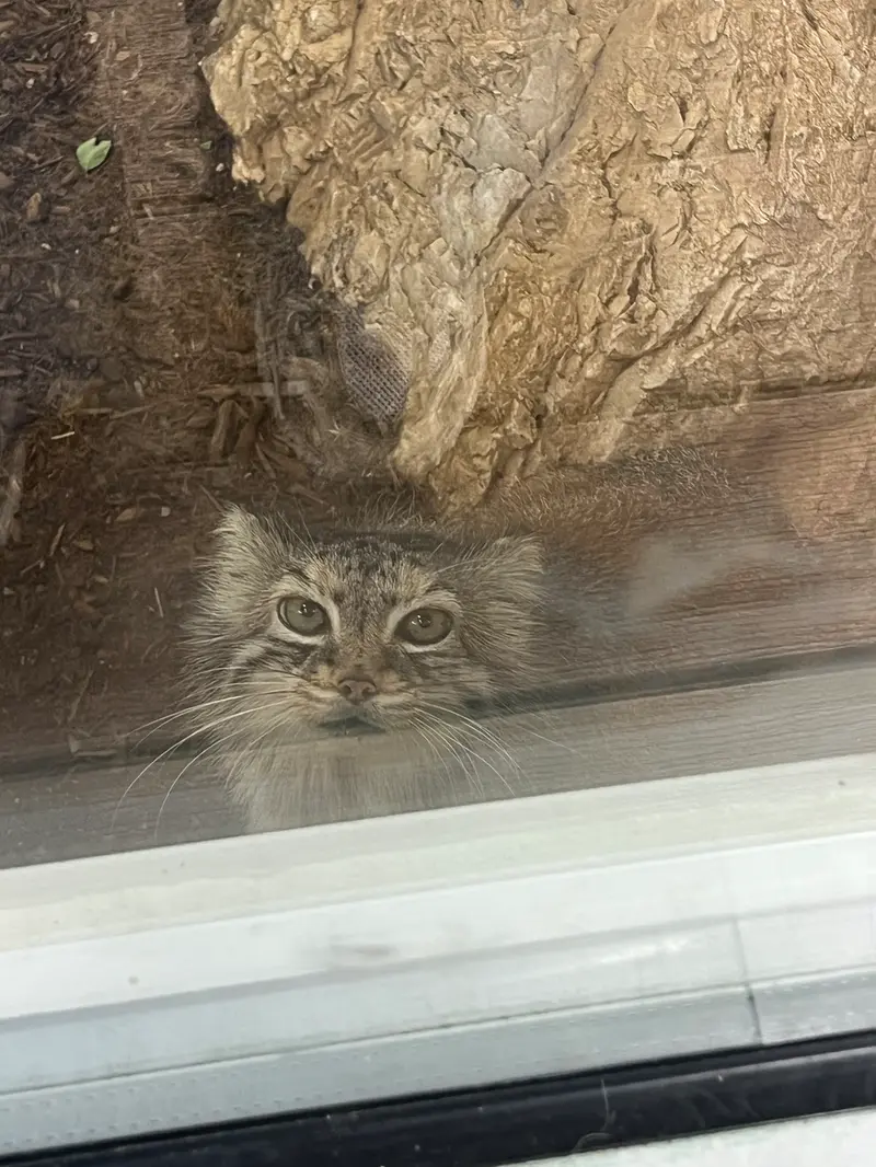 A photograph of Norbu in Mill Mountain Zoo