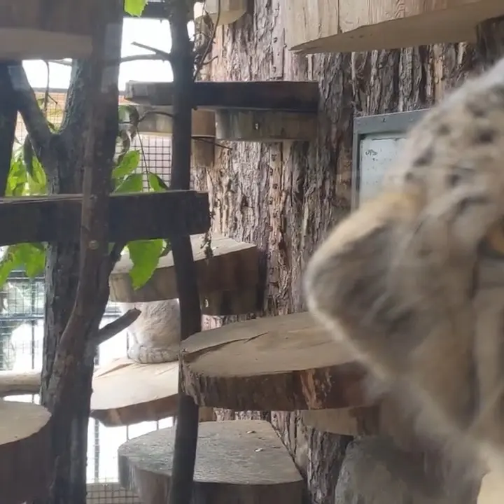 A photograph of a Pallas's cat