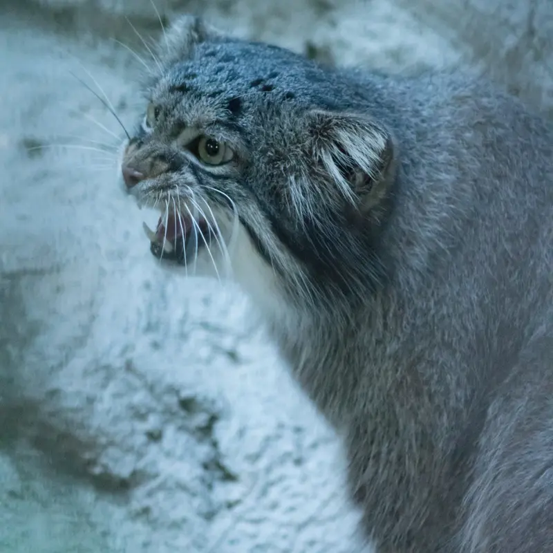 A photograph of Figa in Nogeyama Zoo