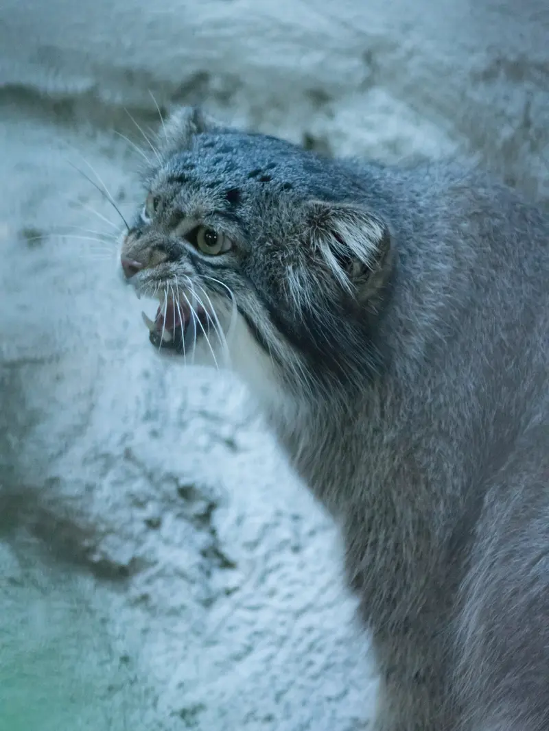 A photograph of Figa in Nogeyama Zoo