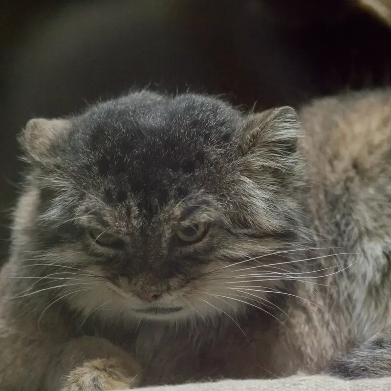 A photograph of Primula in Ueno Zoological Gardens