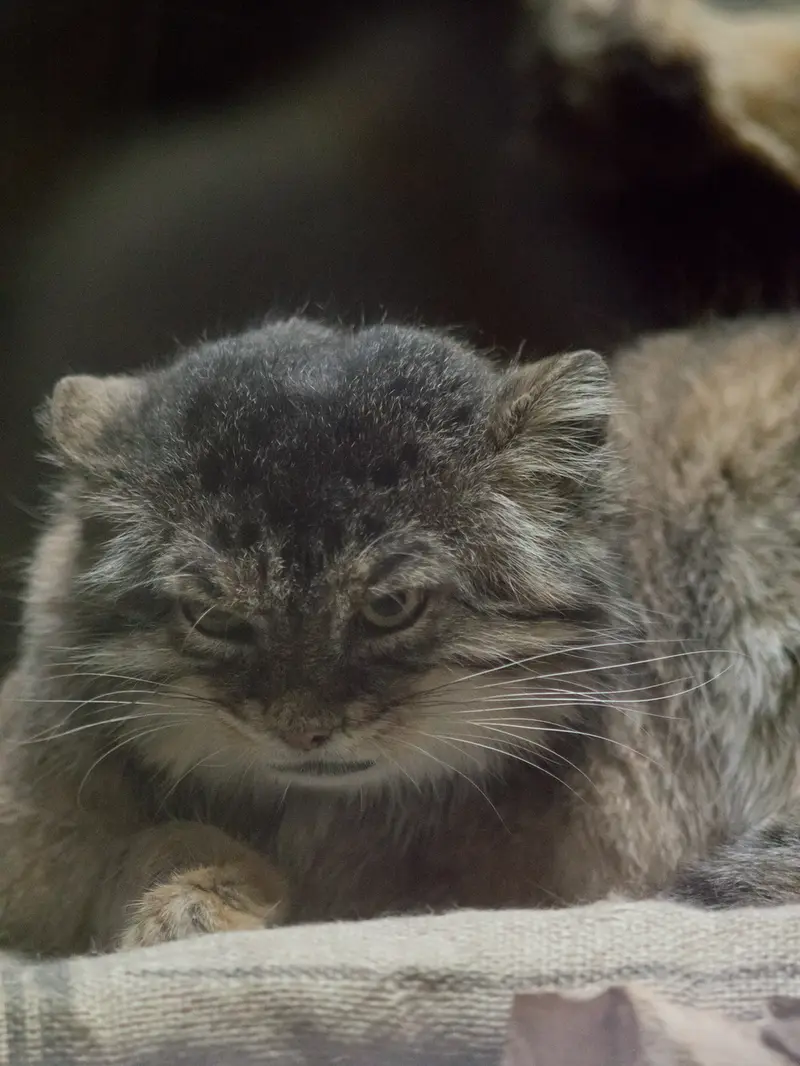 A photograph of Primula in Ueno Zoological Gardens