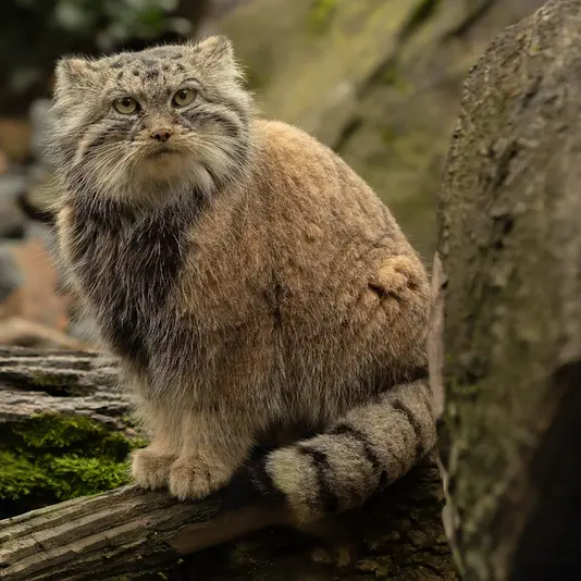 A photograph of Moira in Ostrava Zoo