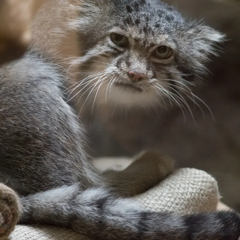 A photograph of Klyon in Ueno Zoological Gardens