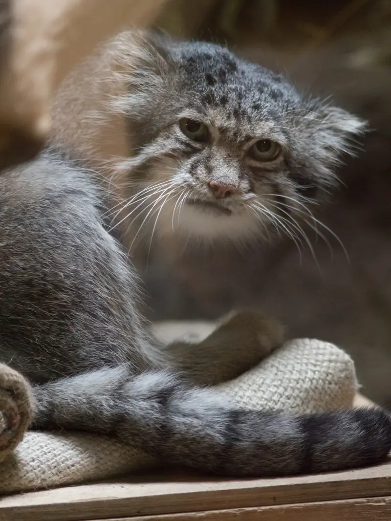 A photograph of Klyon in Ueno Zoological Gardens