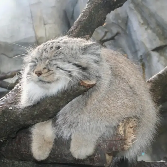 A photograph of Buddy in Lee Richardson Zoo