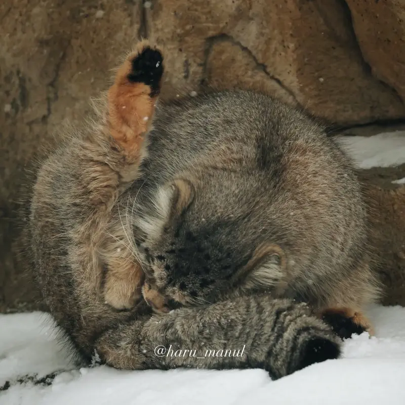 A photograph of Polly in Nasu Animal Kingdom