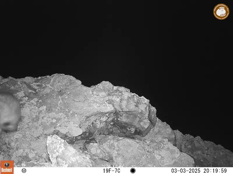 A photograph of Otocolobus manul manul from Besshoky 1 camera trap