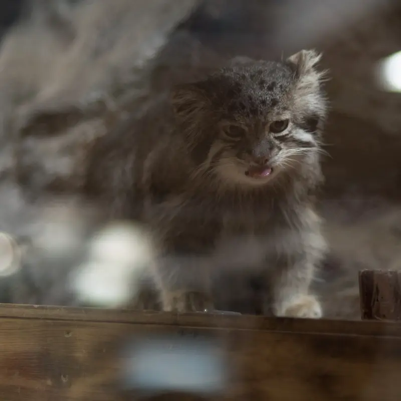 A photograph of Klyon in Ueno Zoological Gardens