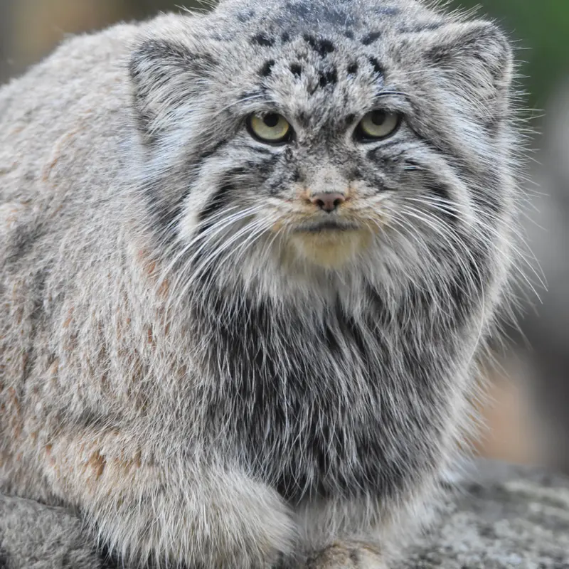 A photograph of Moira in Ostrava Zoo