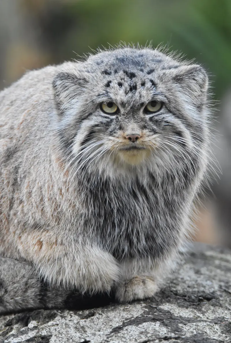 A photograph of Moira in Ostrava Zoo