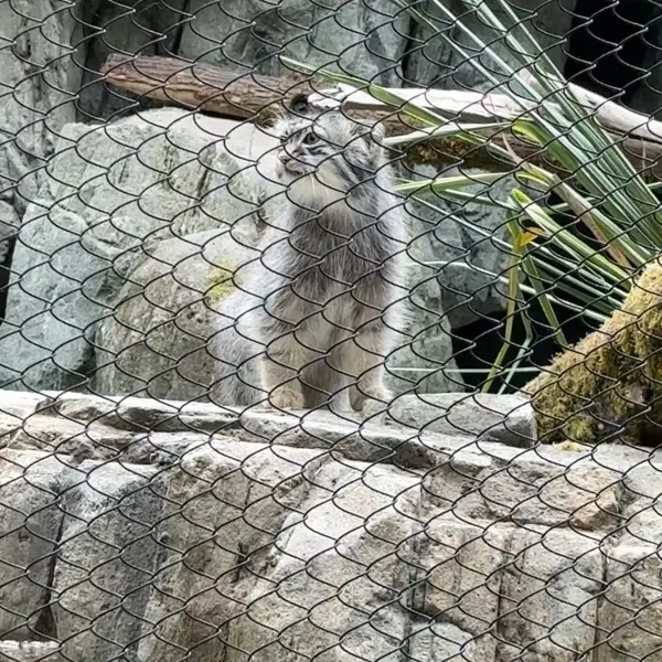 A photograph of a Pallas's cat in Woodland Park Zoo
