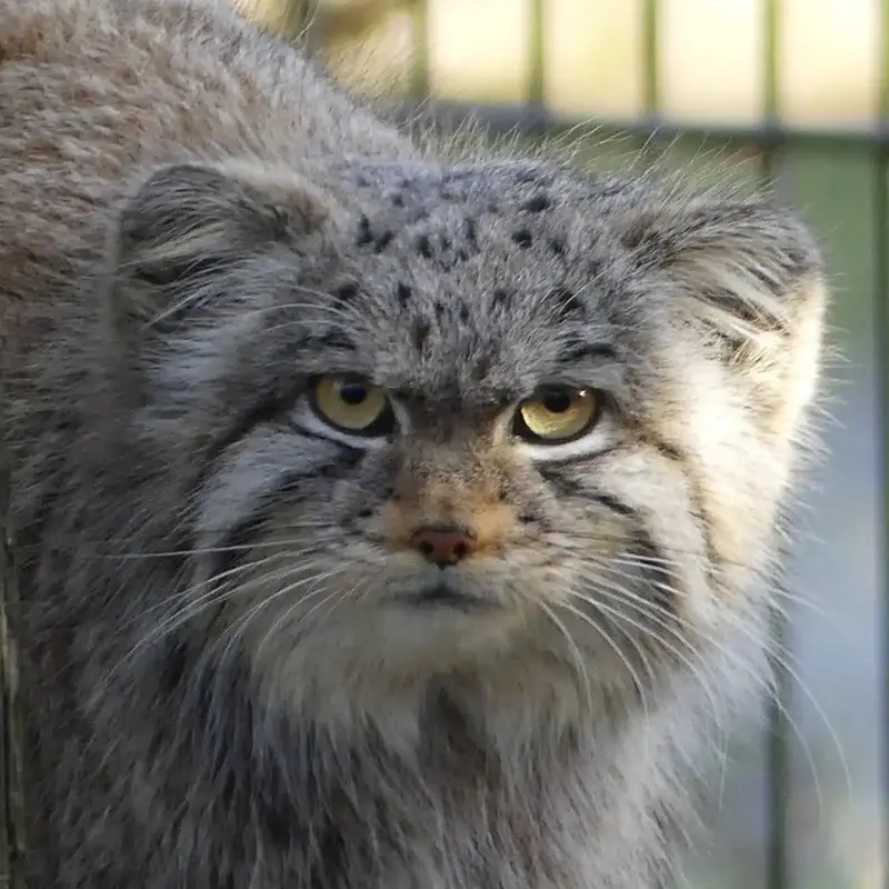 Saran the Pallas's cat from Bio-Topia Dunkerque