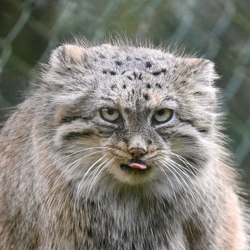 Fay the Pallas's cat from Opel Zoo