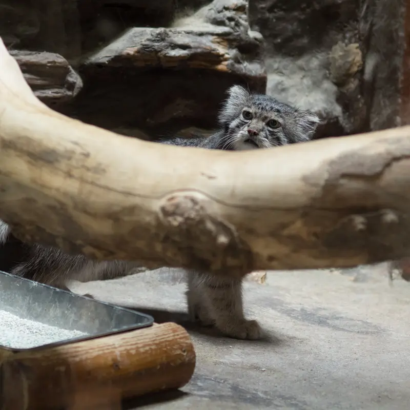 A photograph of Klyon in Ueno Zoological Gardens