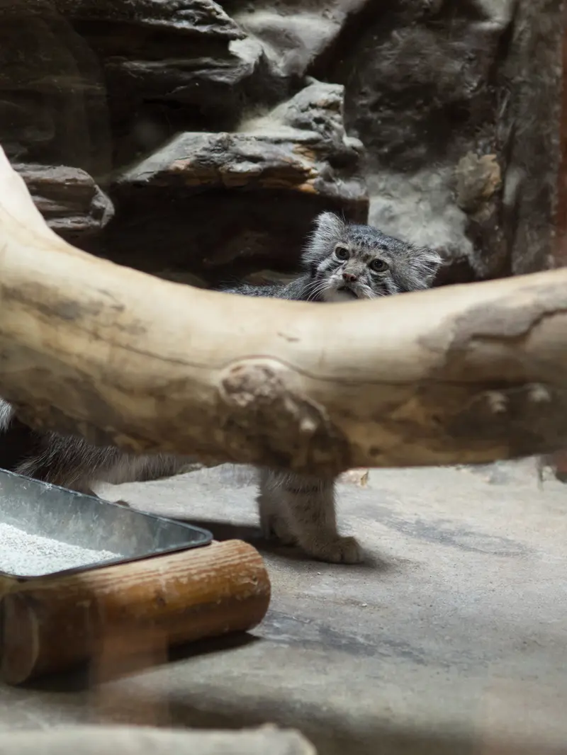 A photograph of Klyon in Ueno Zoological Gardens