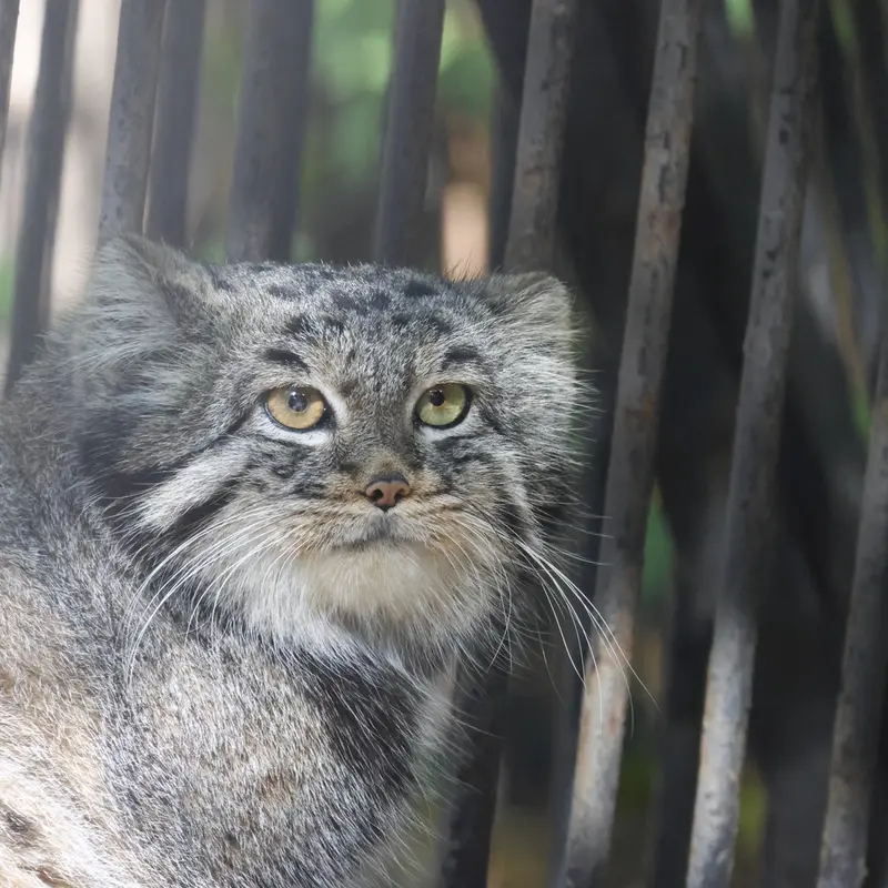 A photograph of Katun in Novosibirsk Zoo