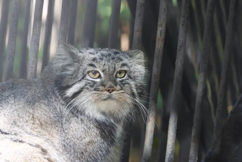 A photograph of Katun in Novosibirsk Zoo