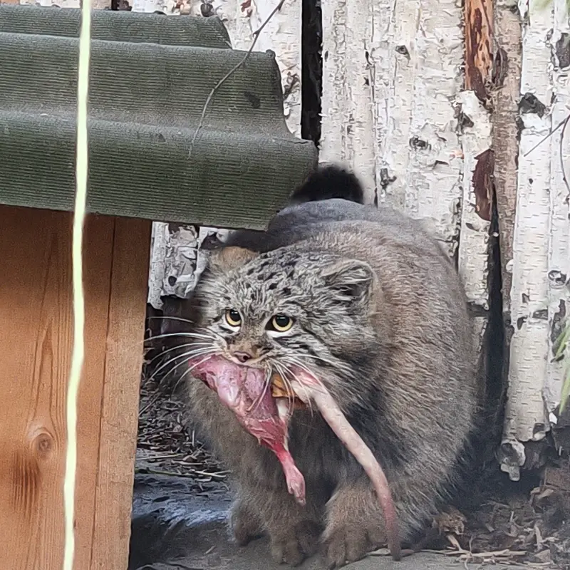 A photograph of a Pallas's cat in Novosibirsk Zoo