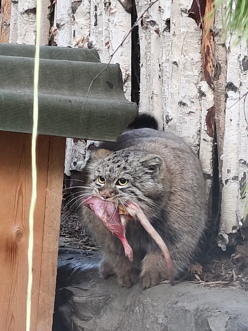 A photograph of a Pallas's cat in Novosibirsk Zoo
