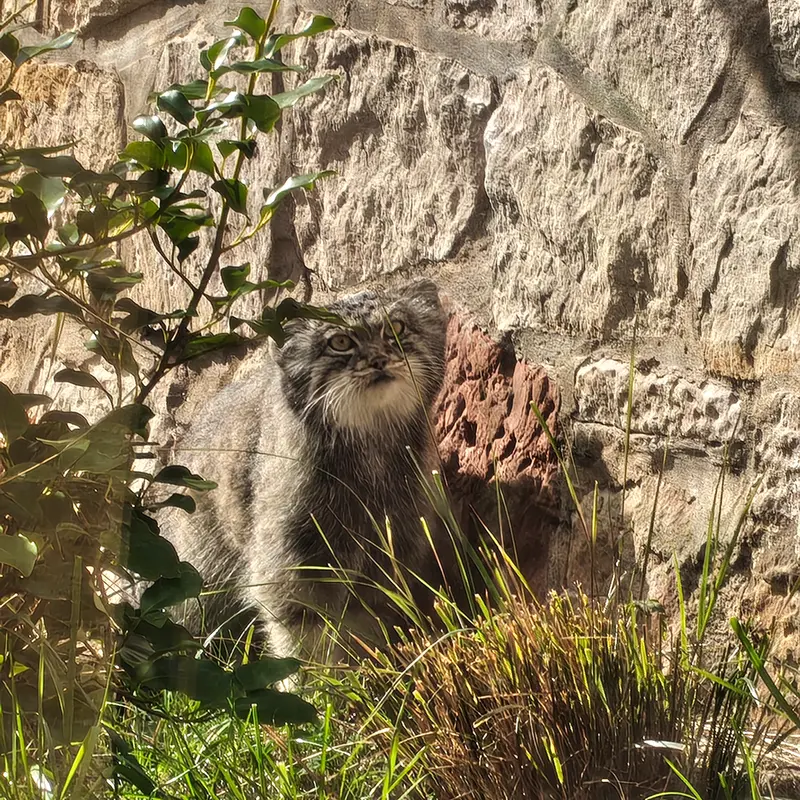 A photograph of Duchess in Edinburgh Zoo
