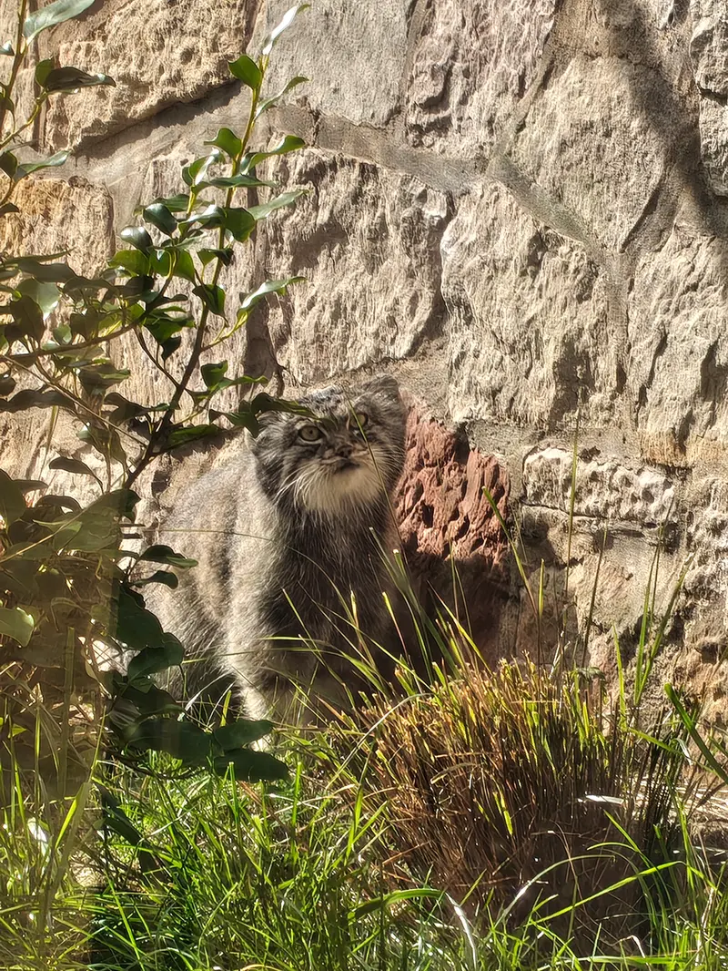 A photograph of Duchess in Edinburgh Zoo