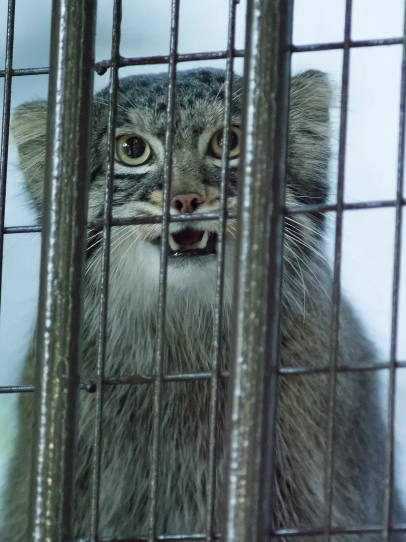 A photograph of Figa in Nogeyama Zoo