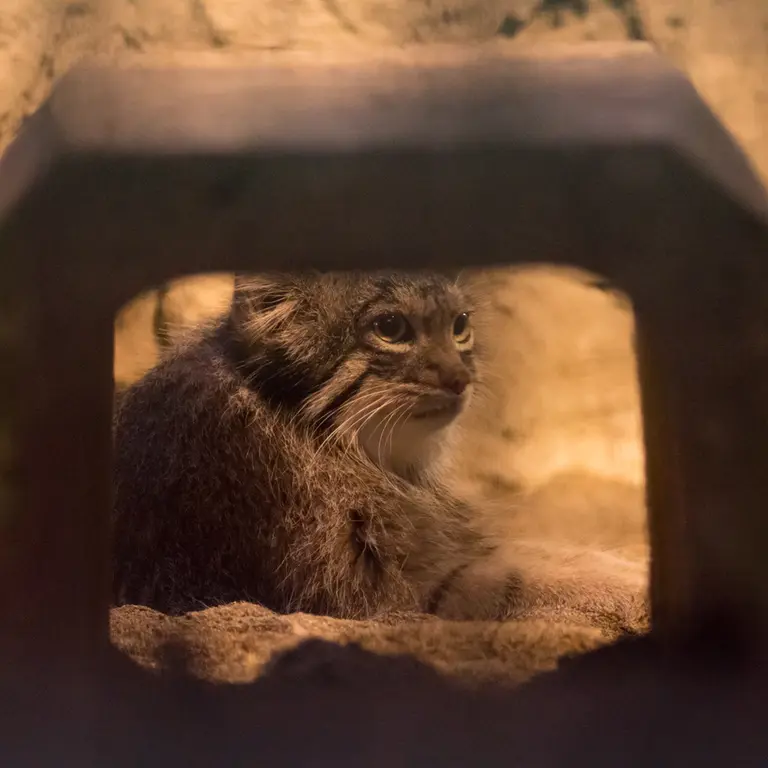 A photograph of Figa in Nogeyama Zoo