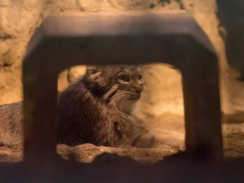 A photograph of Figa in Nogeyama Zoo