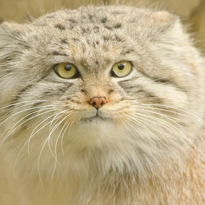 A photograph of Wei Shand in The Big Cat Sanctuary
