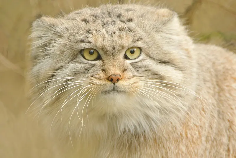 A photograph of Wei Shand in The Big Cat Sanctuary