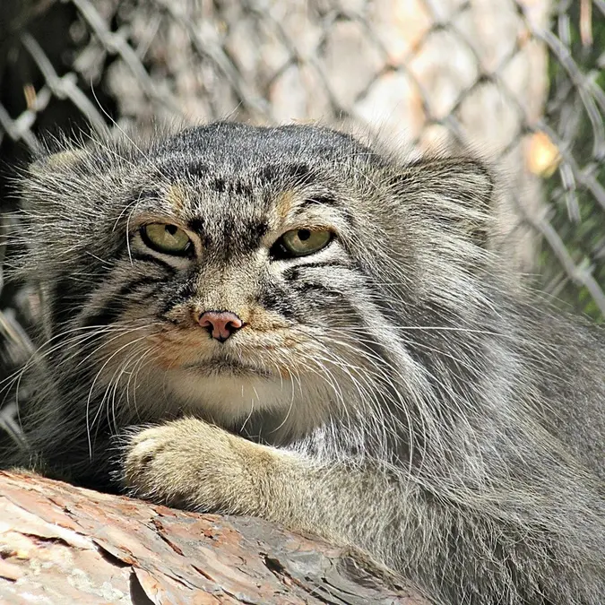 A photograph of Zelenogorsk in Novosibirsk Zoo