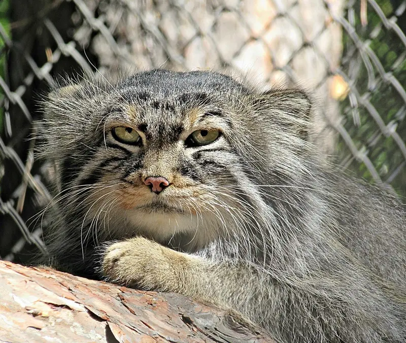 A photograph of Zelenogorsk in Novosibirsk Zoo