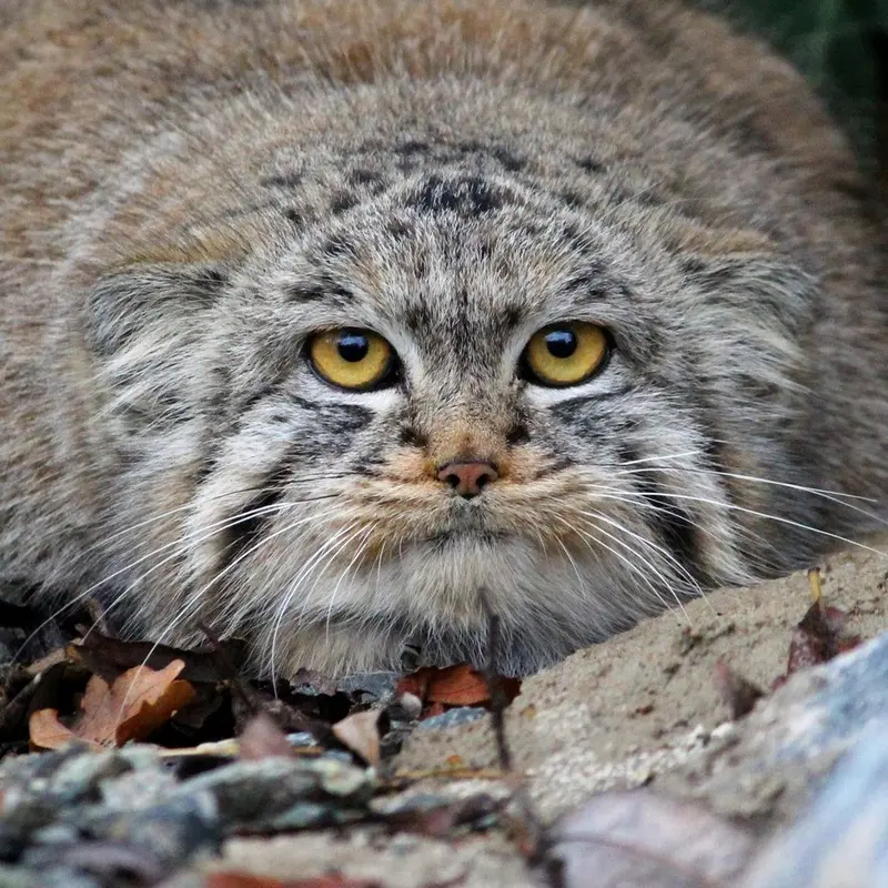 Buchta the Pallas's cat from Spaycific'Zoo