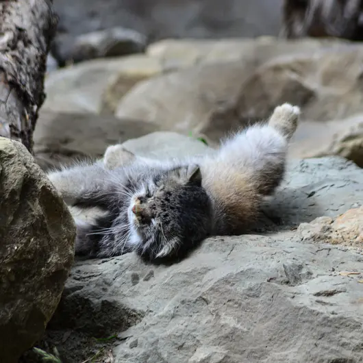 A photograph of Pema in Calgary Zoo / Wilder Institute